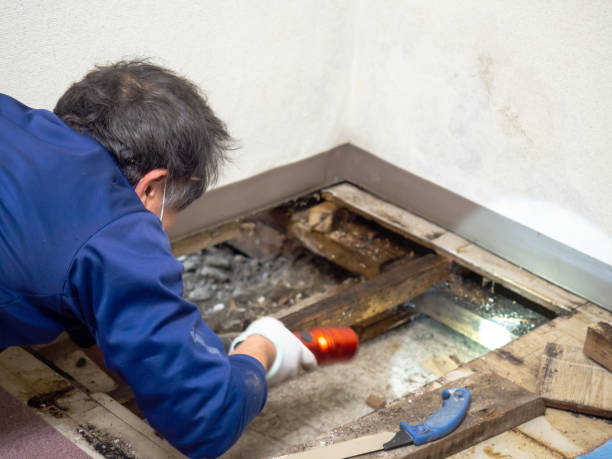 Best Black Mold Removal  in Montgomery, AL