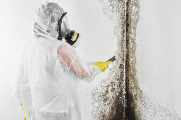 Best Mold Testing  in Montgomery, AL