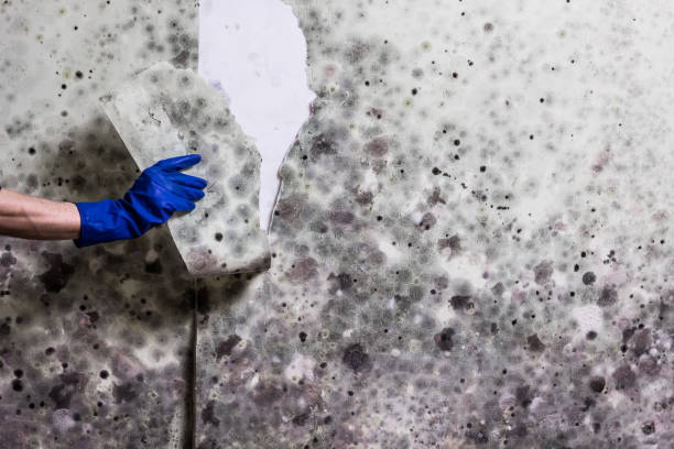 Best Mold Removal Company Near Me  in Montgomery, AL