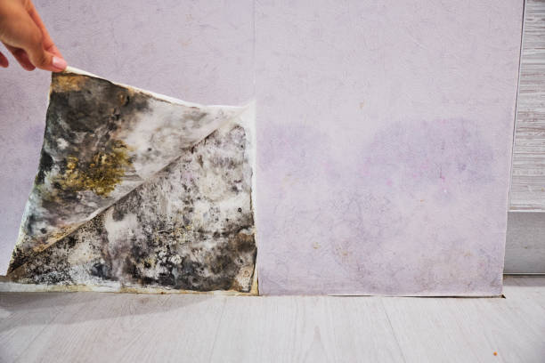 Best Mold Removal Near Me  in Montgomery, AL